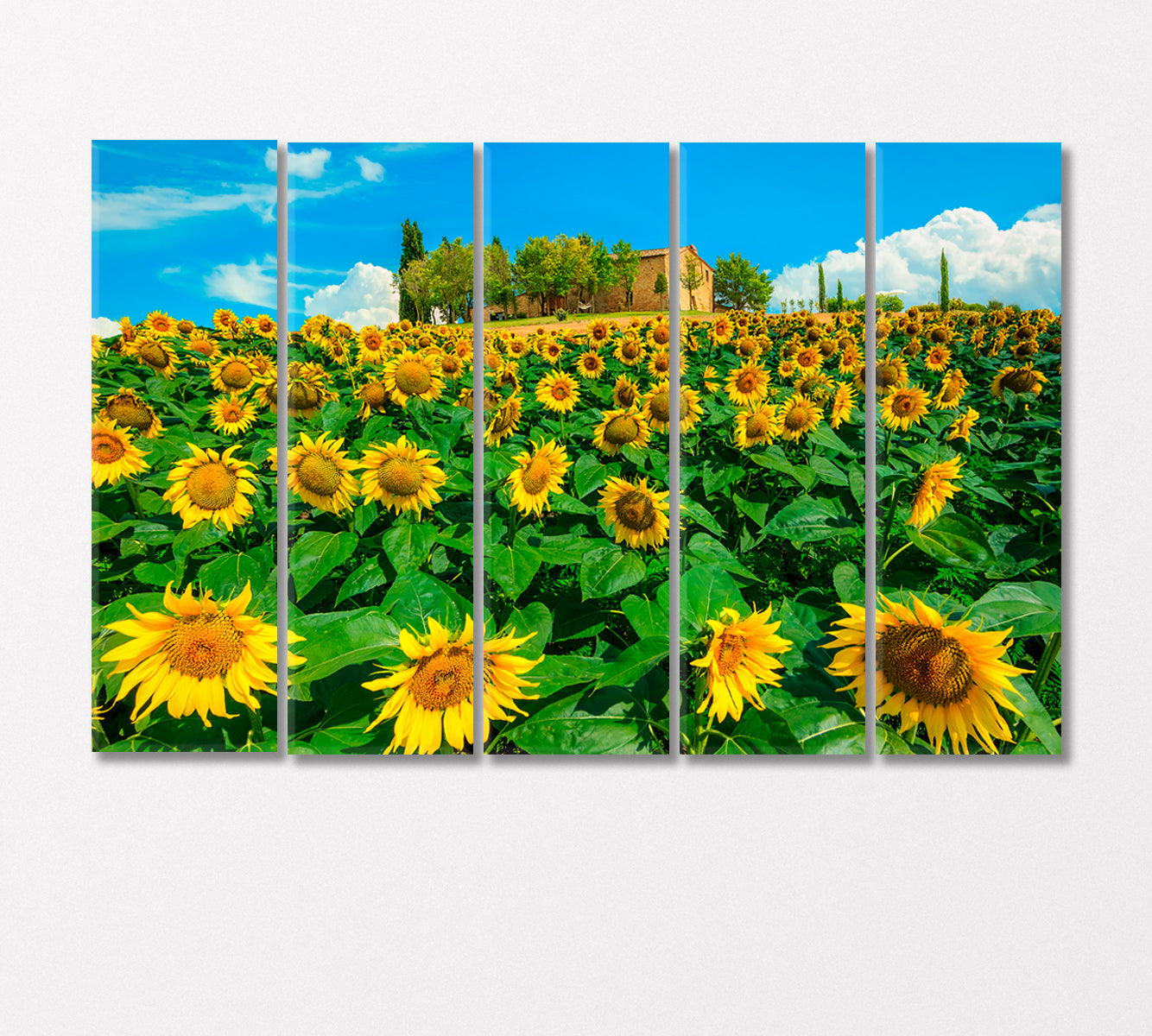 Sunflowers Field Canvas Print-Canvas Print-CetArt-5 Panels-36x24 inches-CetArt