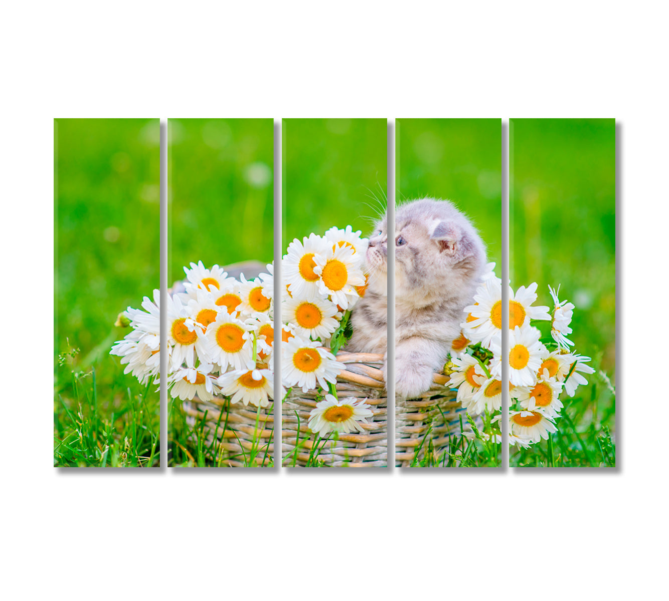 Fluffy Gray Scottish Kitten in Basket with Daisies Canvas Print-Canvas Print-CetArt-5 Panels-36x24 inches-CetArt