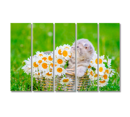 Fluffy Gray Scottish Kitten in Basket with Daisies Canvas Print-Canvas Print-CetArt-5 Panels-36x24 inches-CetArt