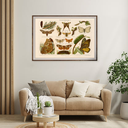 Antique Butterflies Vintage Posters-Horizontal Posters NOT FRAMED-CetArt-10″x8″ inches-CetArt