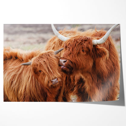 Highland Cow Couple Posters Prints Wall Decor-Horizontal Posters NOT FRAMED-CetArt-10″x8″ inches-CetArt