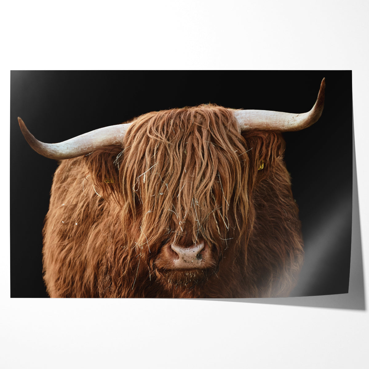 Lovely Highland Cow Portrait Posters For Living Room Wall-Horizontal Posters NOT FRAMED-CetArt-10″x8″ inches-CetArt