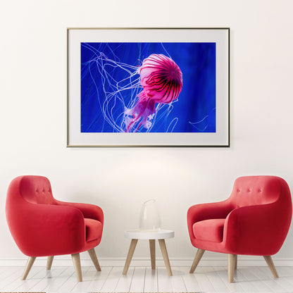 Beautiful Jellyfish in Blue Water Posters For Wall-Horizontal Posters NOT FRAMED-CetArt-10″x8″ inches-CetArt