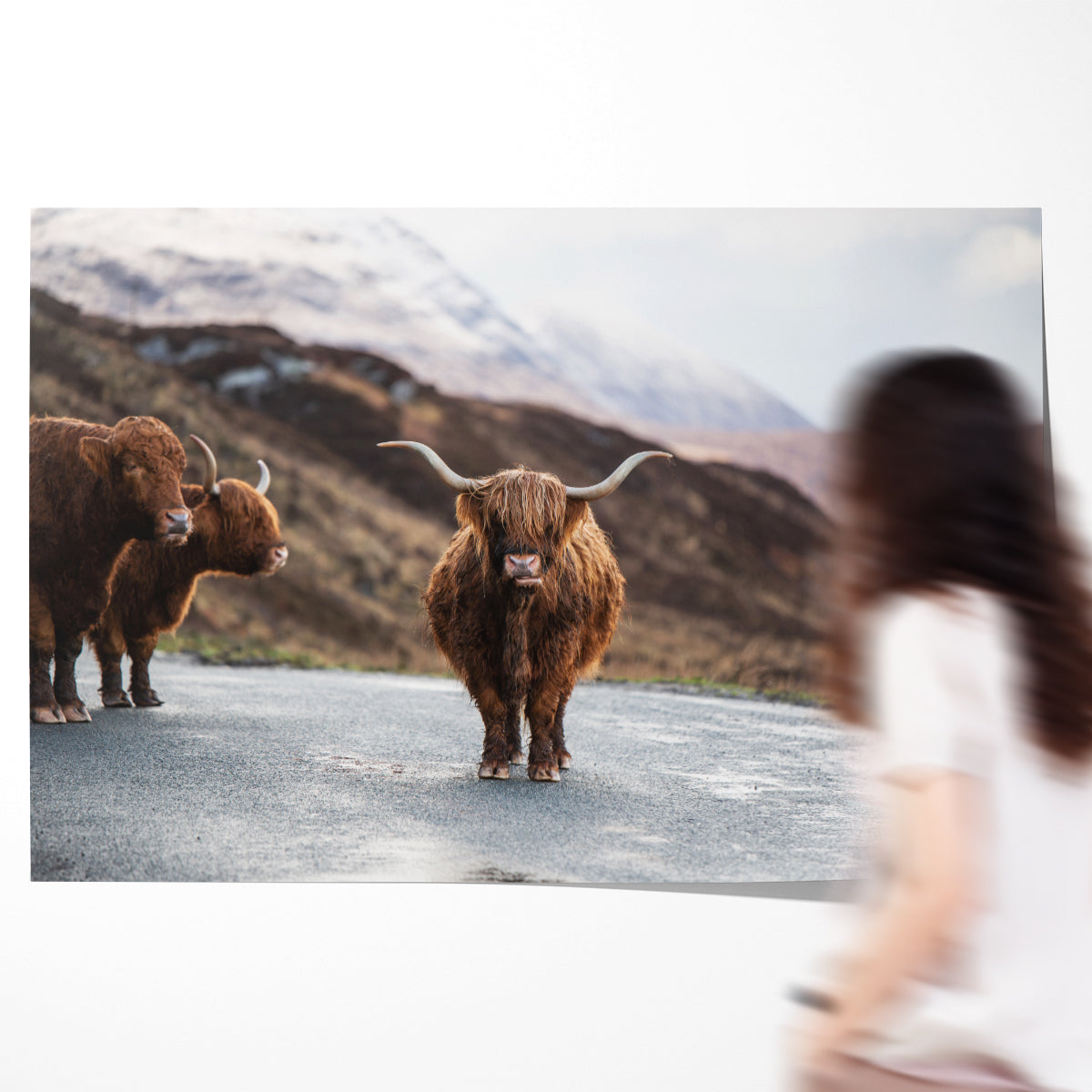 Scottish Highland Cow Posters For Room-Horizontal Posters NOT FRAMED-CetArt-10″x8″ inches-CetArt