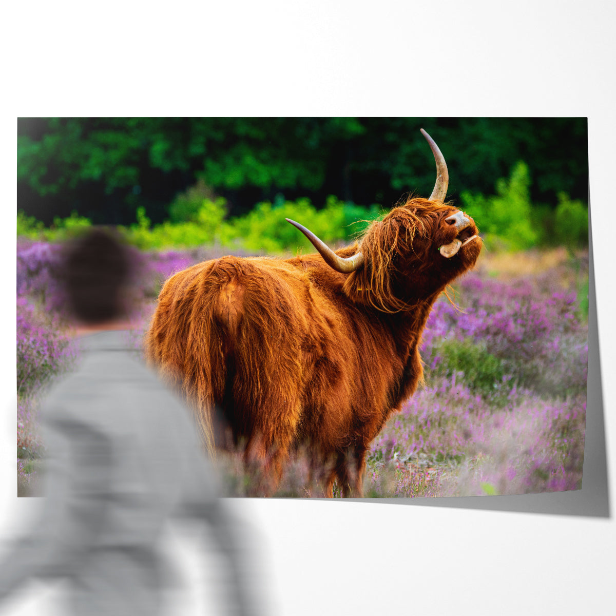 Scottish Highlander Cow in Meadow Posters Prints Wall Decor-Horizontal Posters NOT FRAMED-CetArt-10″x8″ inches-CetArt