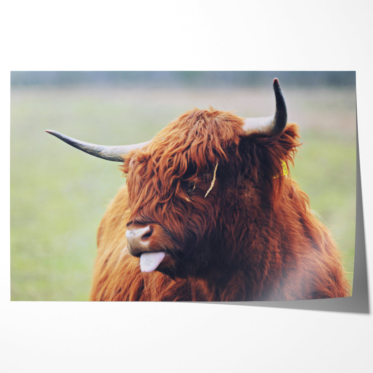 Highland Bull Poster Printing-Horizontal Posters NOT FRAMED-CetArt-10″x8″ inches-CetArt