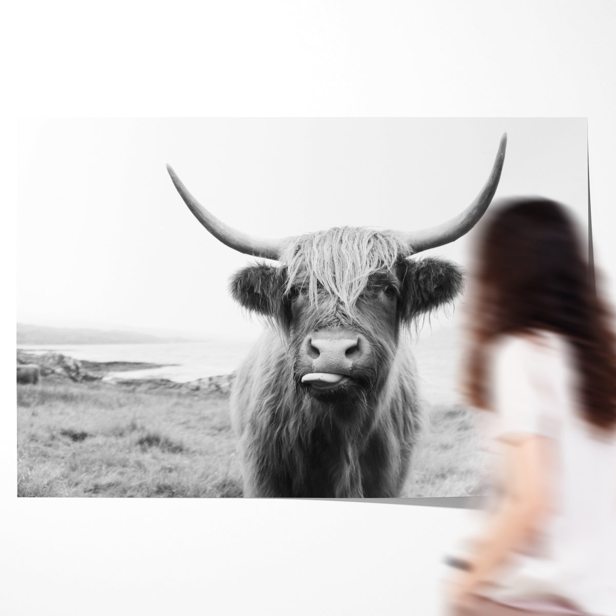 Black and White Scottish Highland Cow Room Posters-Horizontal Posters NOT FRAMED-CetArt-10″x8″ inches-CetArt