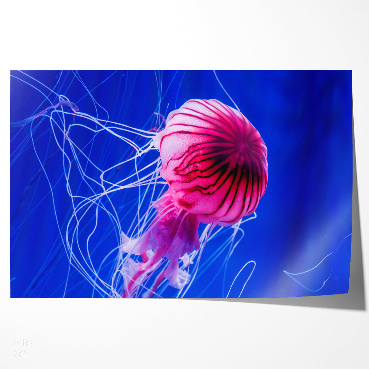 Beautiful Jellyfish in Blue Water Posters For Wall-Horizontal Posters NOT FRAMED-CetArt-10″x8″ inches-CetArt