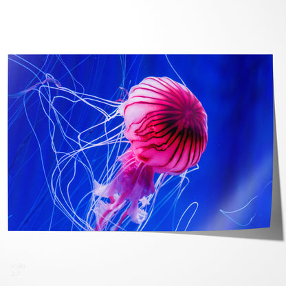 Beautiful Jellyfish in Blue Water Posters For Wall-Horizontal Posters NOT FRAMED-CetArt-10″x8″ inches-CetArt