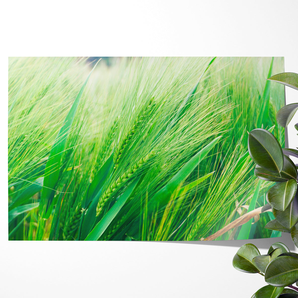 Fresh Green Barley Posters Prints Botanical Wall Art-Horizontal Posters NOT FRAMED-CetArt-10″x8″ inches-CetArt