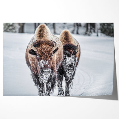 Bison in Winter Room Posters Wall Art-Horizontal Posters NOT FRAMED-CetArt-10″x8″ inches-CetArt