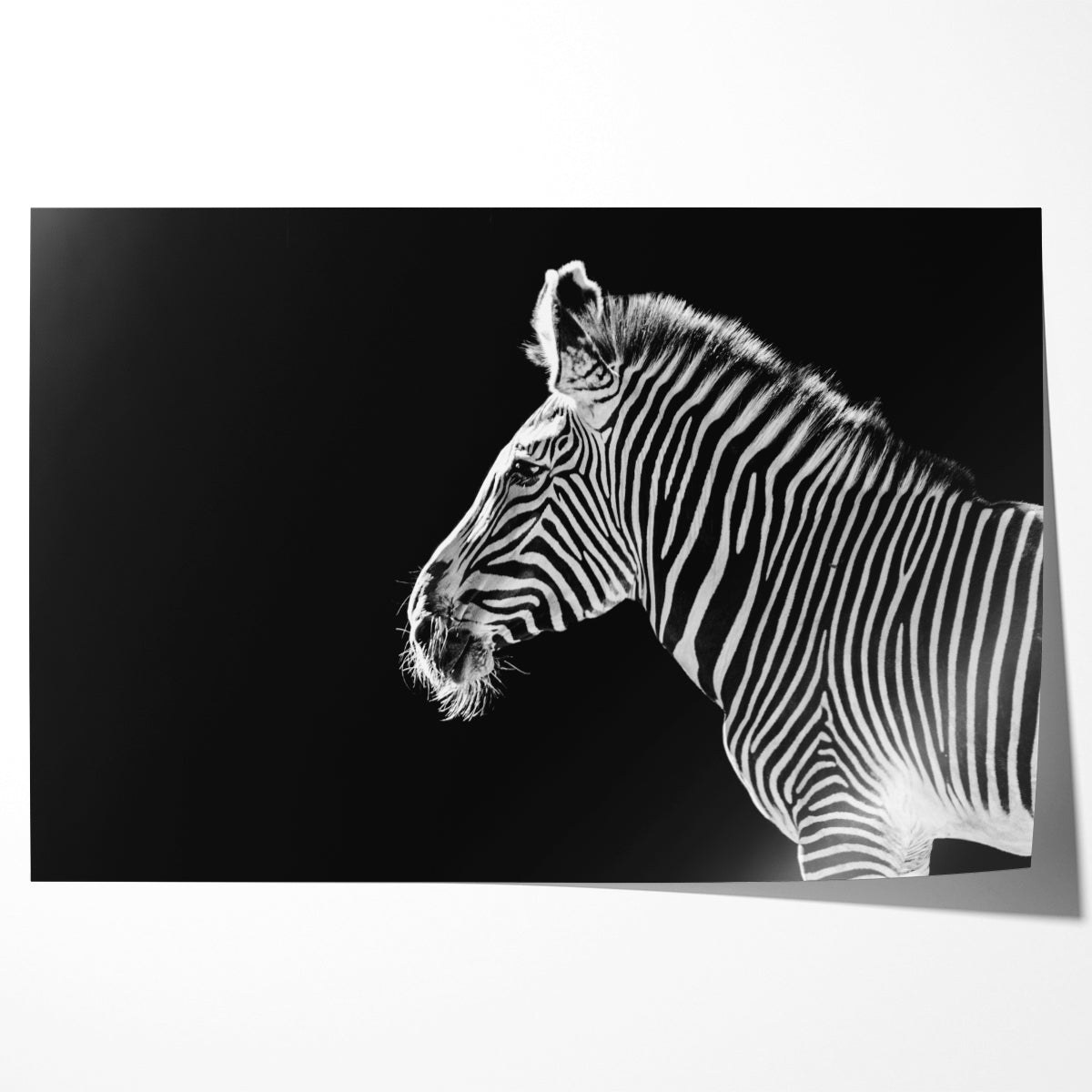 Zebra Black White Portrait Wild Animal Posters-Horizontal Posters NOT FRAMED-CetArt-10″x8″ inches-CetArt